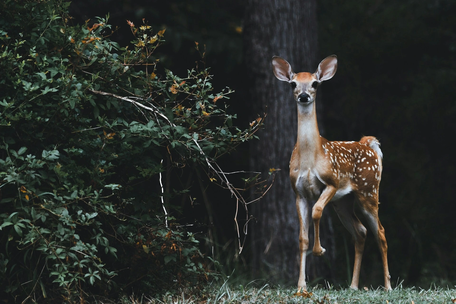 Google pokreće SpeciesNet, otvoreni izvor umjetne inteligencije za identifikaciju divlje faune